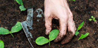 Trapianto delle piantine da orto 957 0 Il trapianto delle piantine da orto_ok